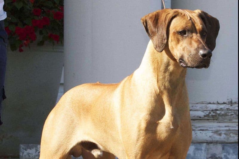 Rhodesian Ridgeback Puppies breeder image 2