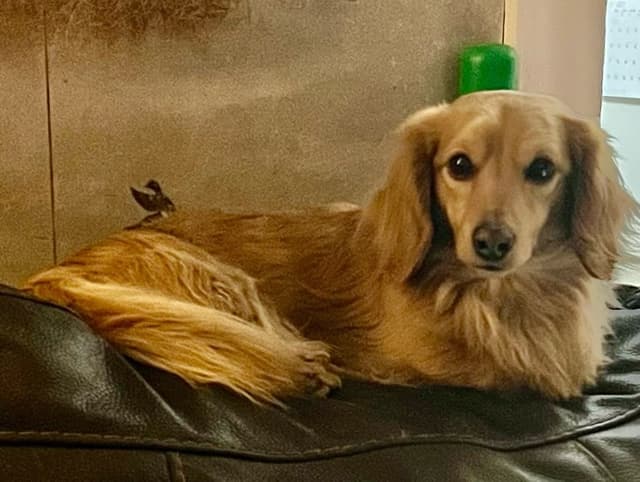 Dachshund Puppies media 2