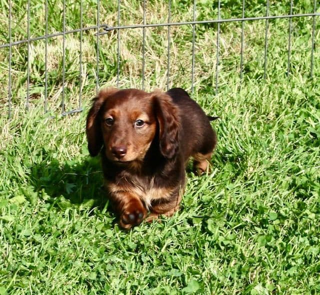 Dachshund Puppies media 4