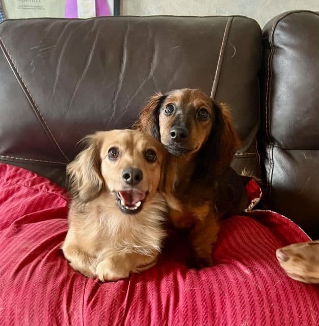 Dachshund Puppies breeder image 4