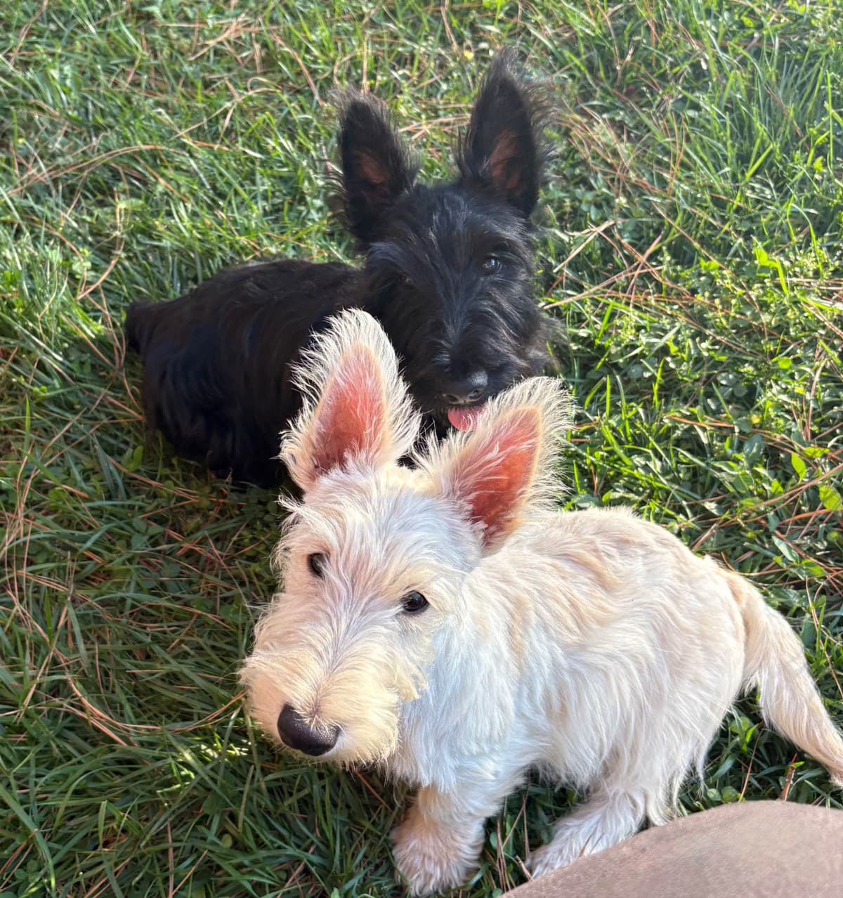 Scottish Terrier Puppies breeder image 1