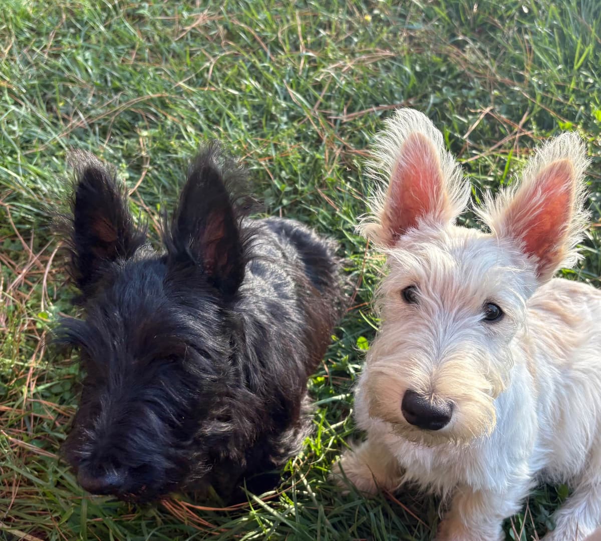 Scottish Terrier Puppies breeder image 2