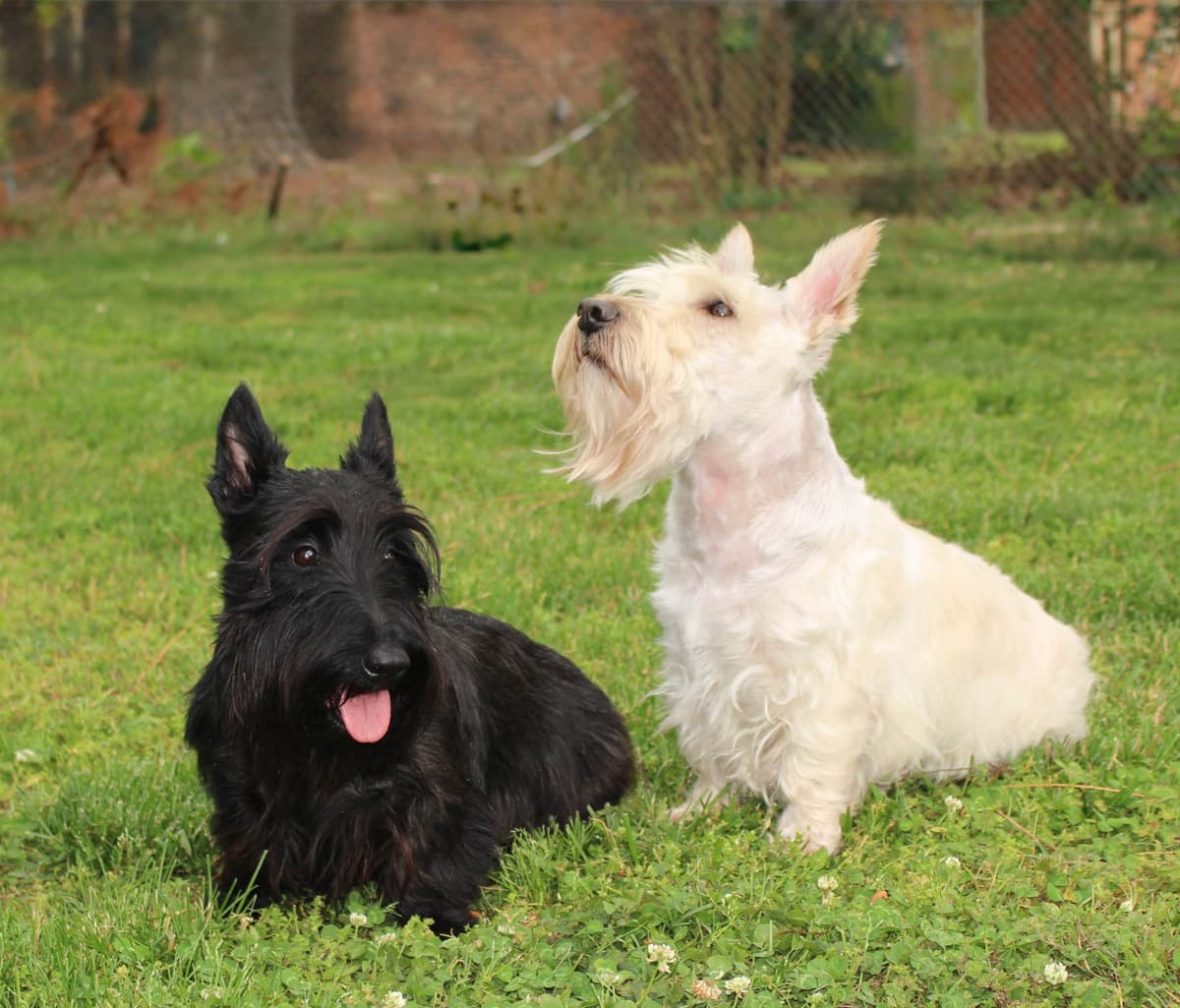 Scottish Terrier Puppies breeder image 3