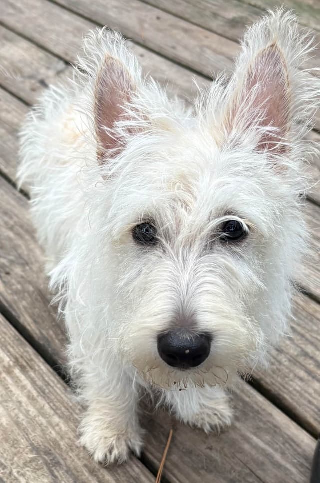 Scottish Terrier Puppies media 2