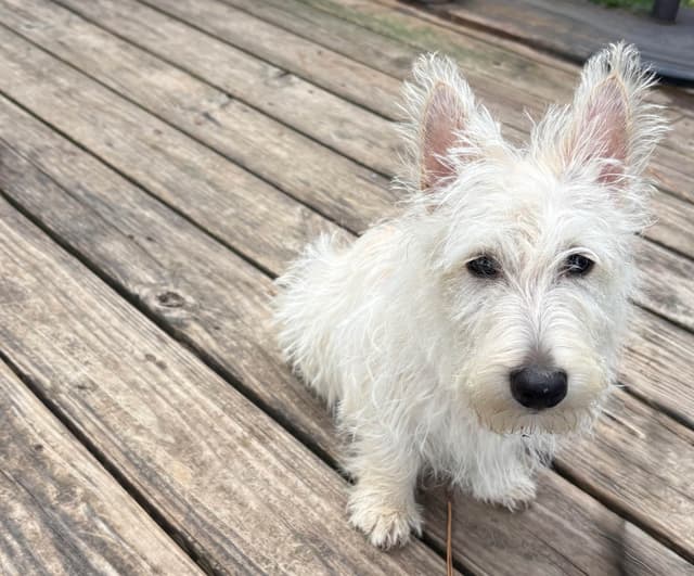 Scottish Terrier Puppies media 3