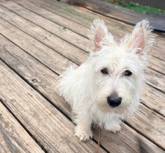 Scottish Terrier Puppies media 4