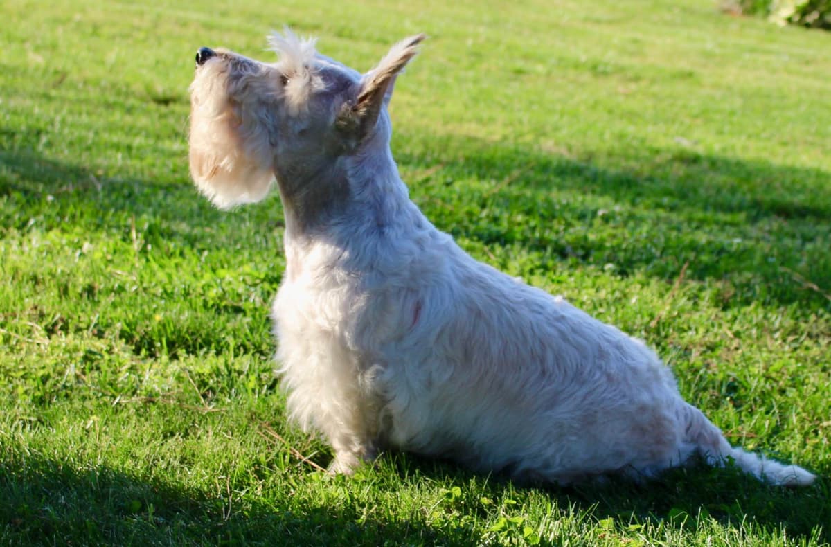 Scottish Terrier Puppies breeder image 4