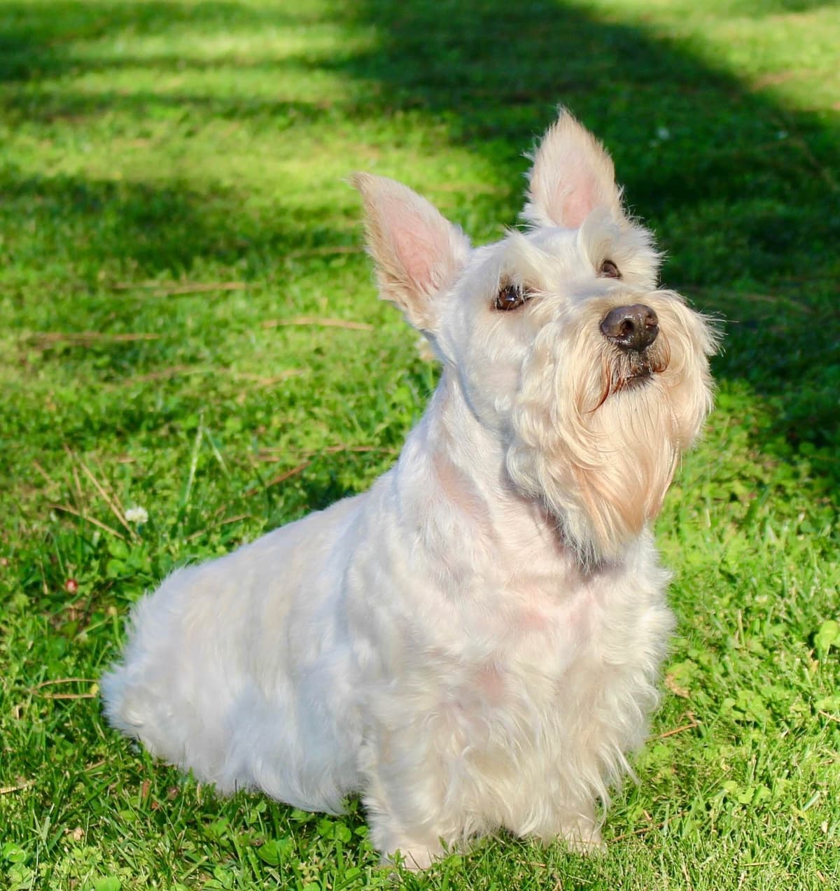 Scottish Terrier Puppies breeder image 5