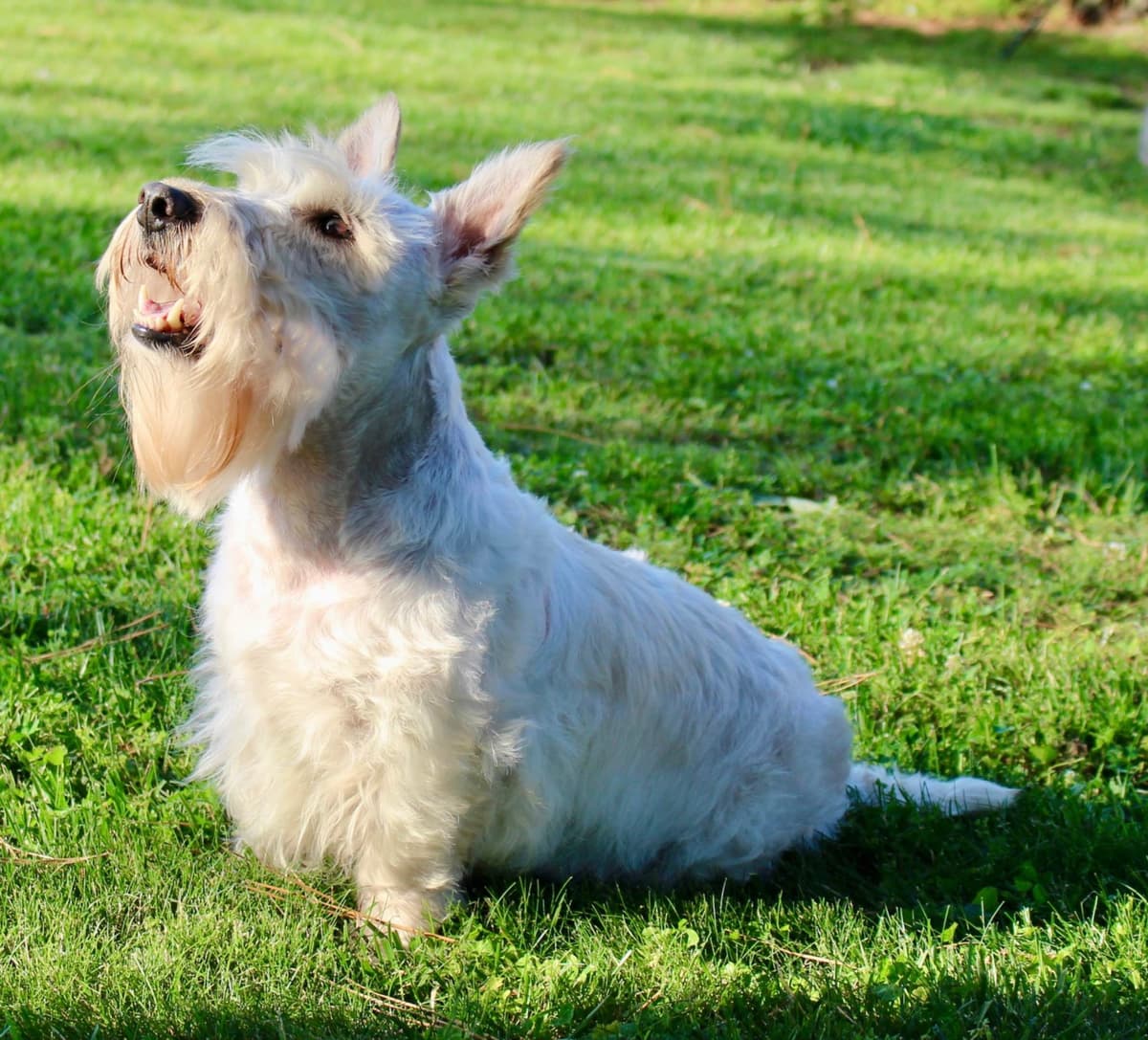 Scottish Terrier Puppies breeder image 6