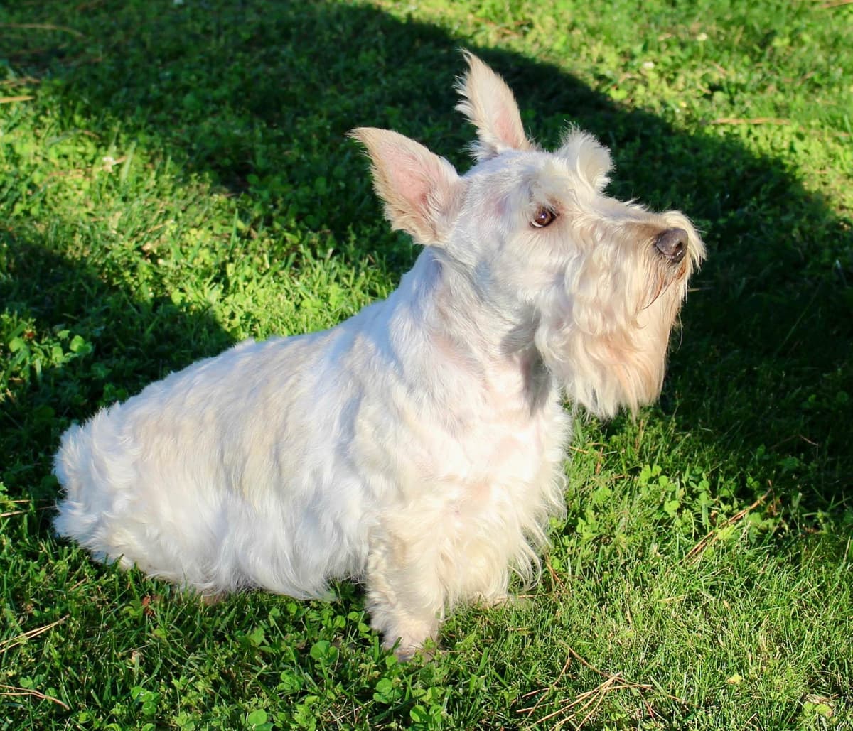 Scottish Terrier Puppies breeder image 7