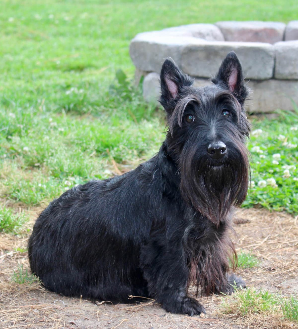 Scottish Terrier Puppies breeder image 8