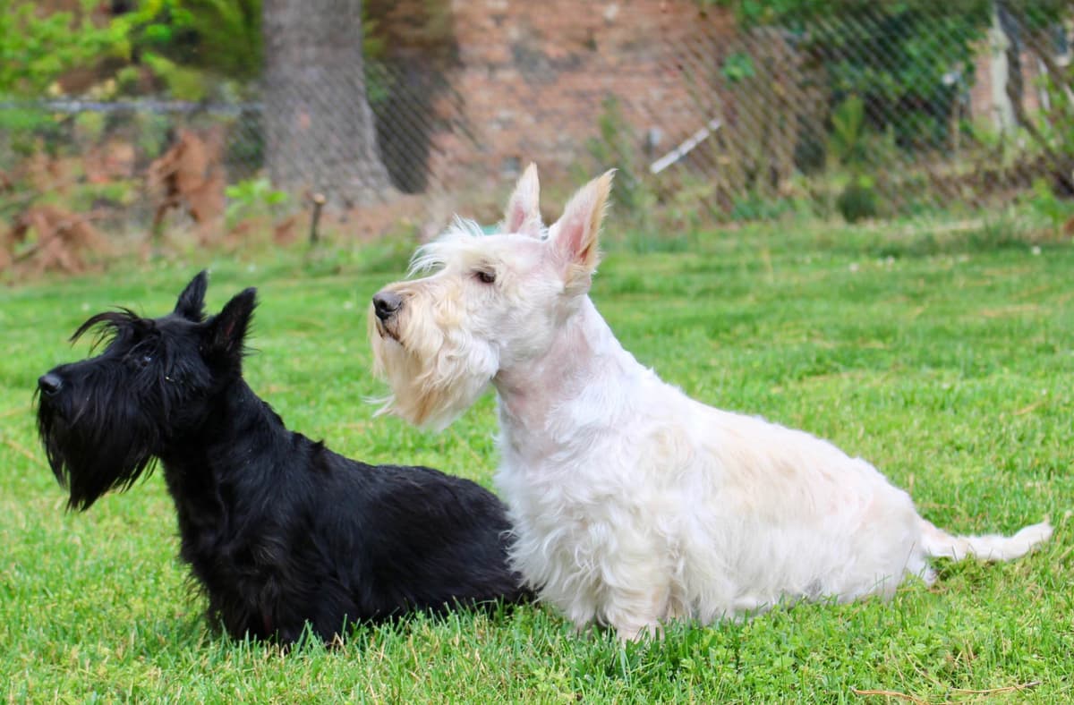 Scottish Terrier Puppies breeder image 9