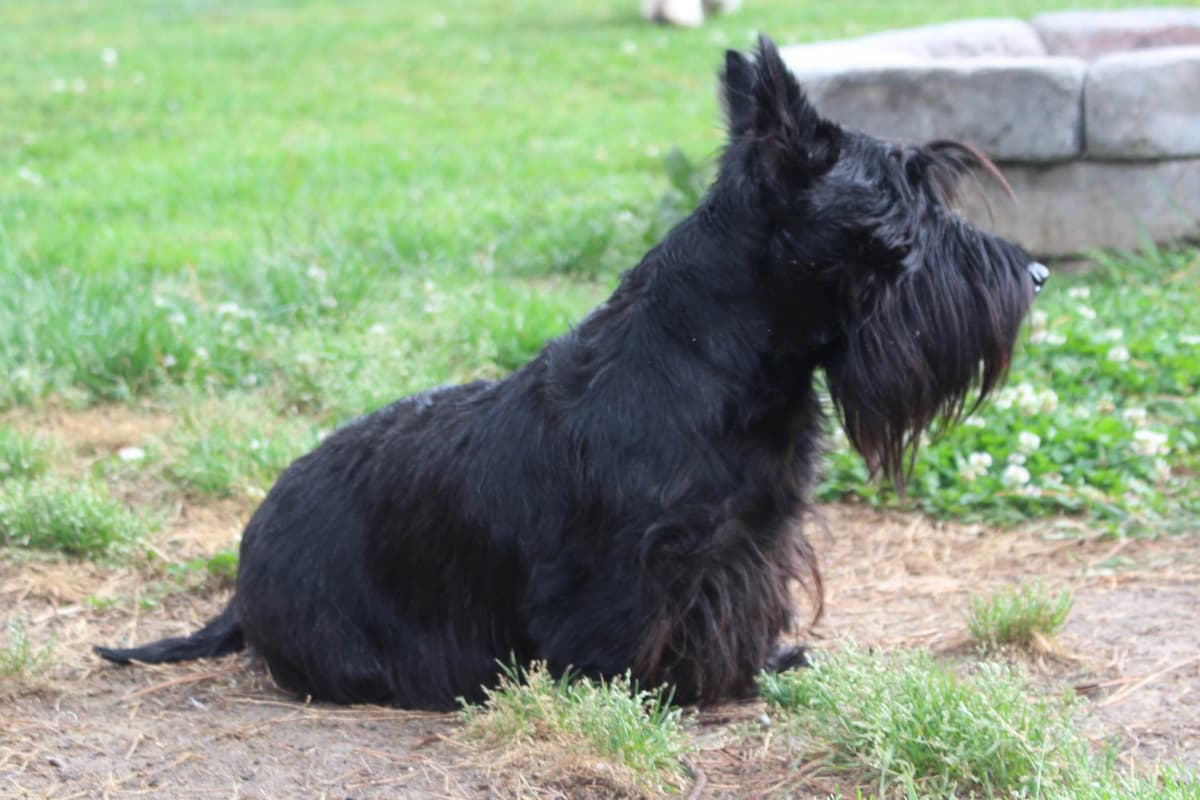 Scottish Terrier Puppies breeder image 10