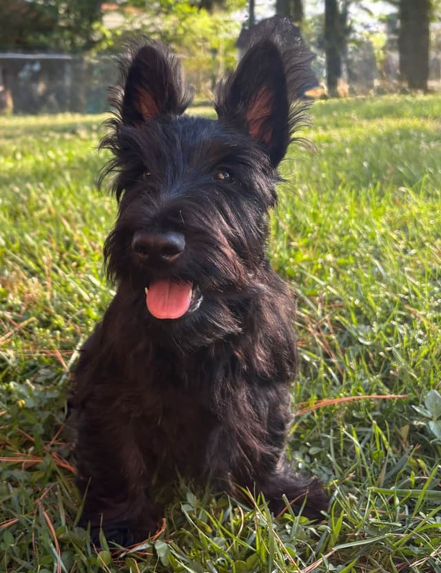 Scottish Terrier Puppies media 5