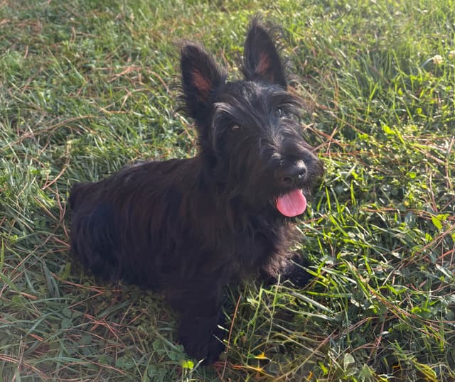 Scottish Terrier Puppies media 6