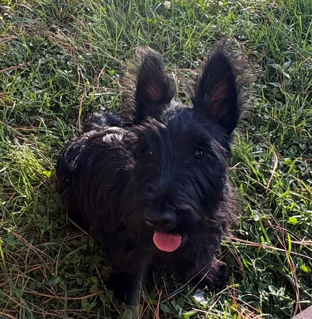 Scottish Terrier Puppies media 7
