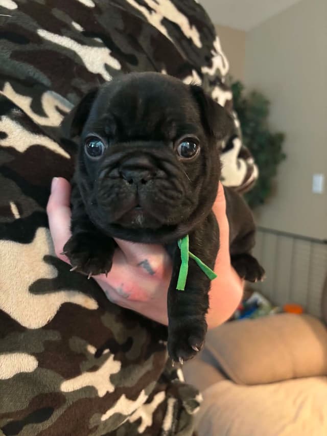 French Bulldog Puppies media 4
