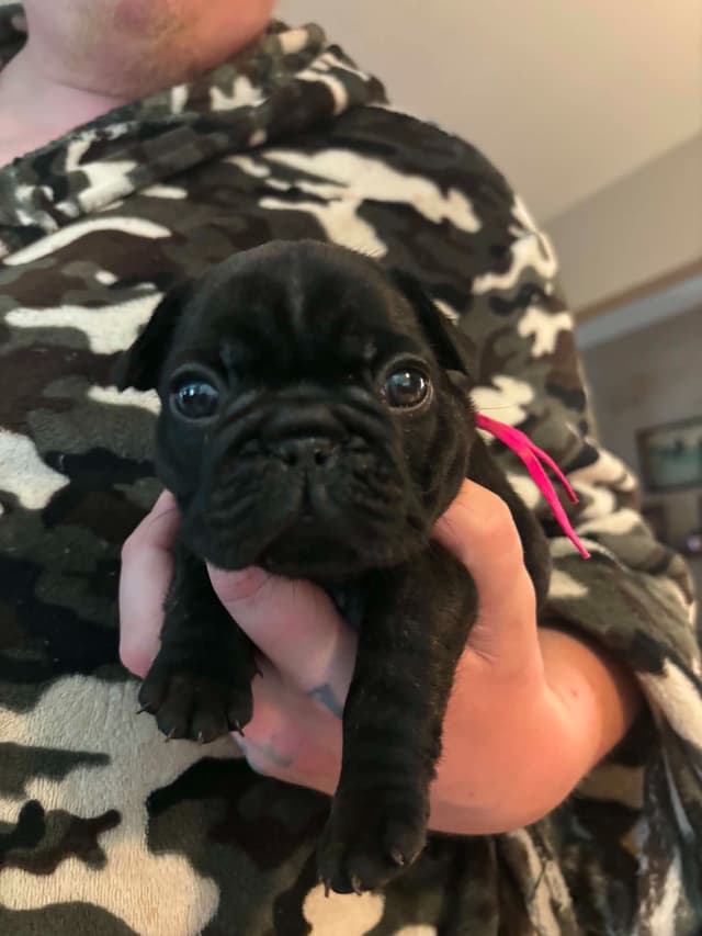 French Bulldog Puppies media 3