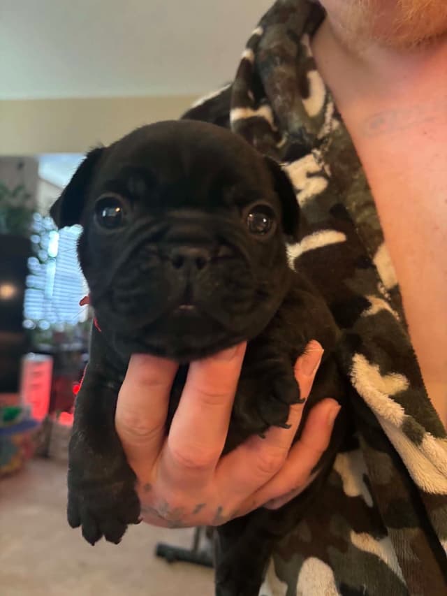 French Bulldog Puppies media 5