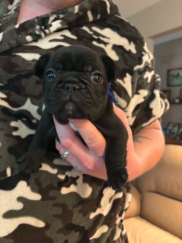 French Bulldog Puppies media 7