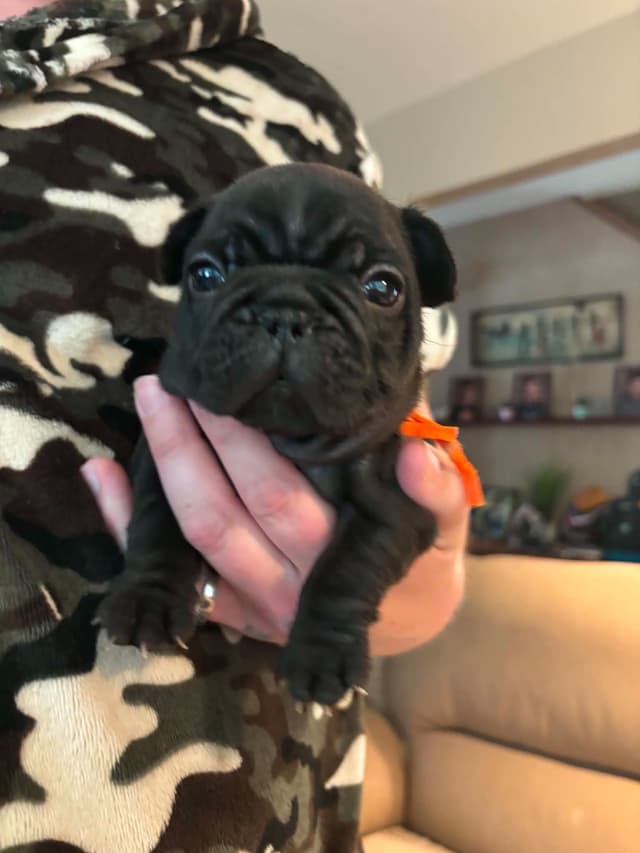 French Bulldog Puppies media 6