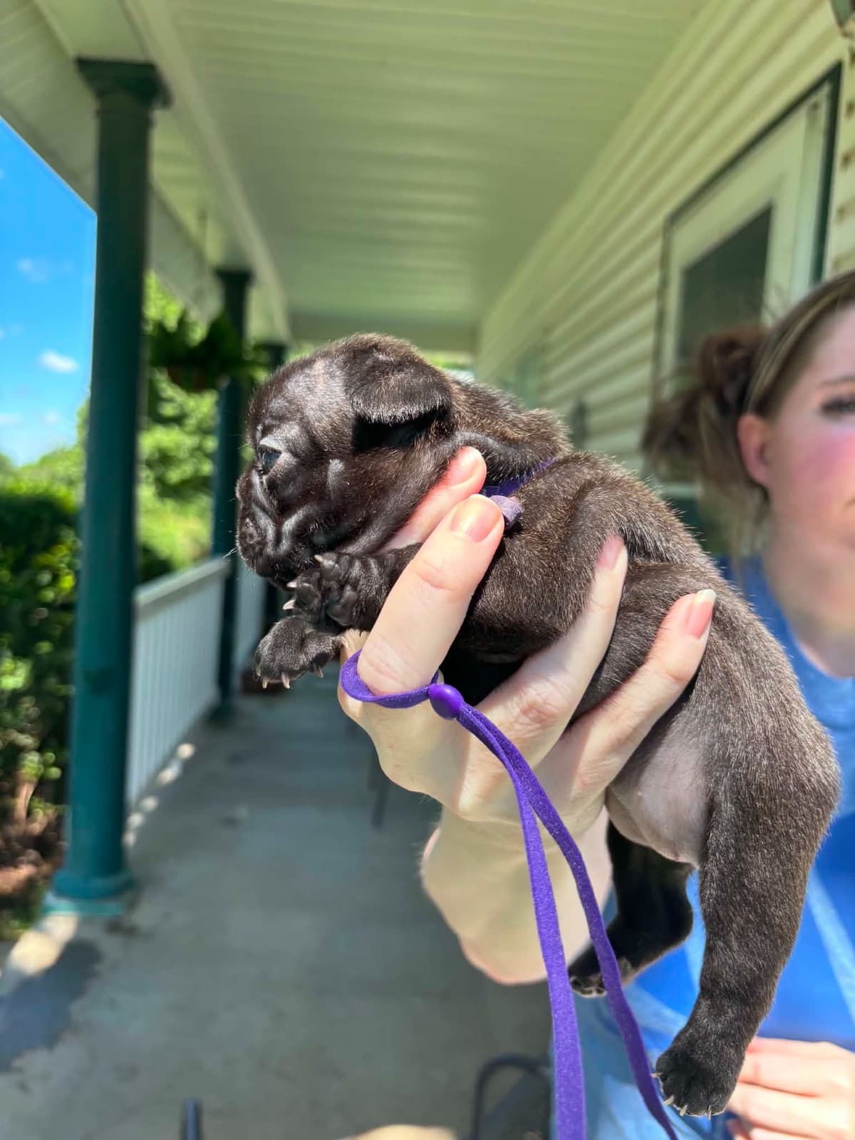 French Bulldog Puppies breeder image 1