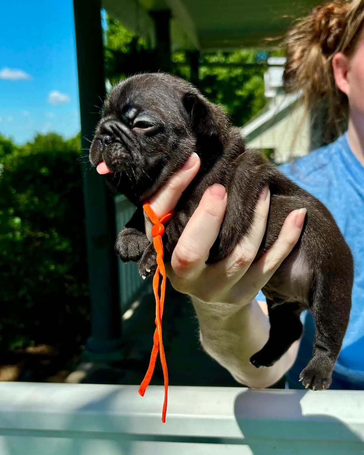 French Bulldog Puppies breeder image 3