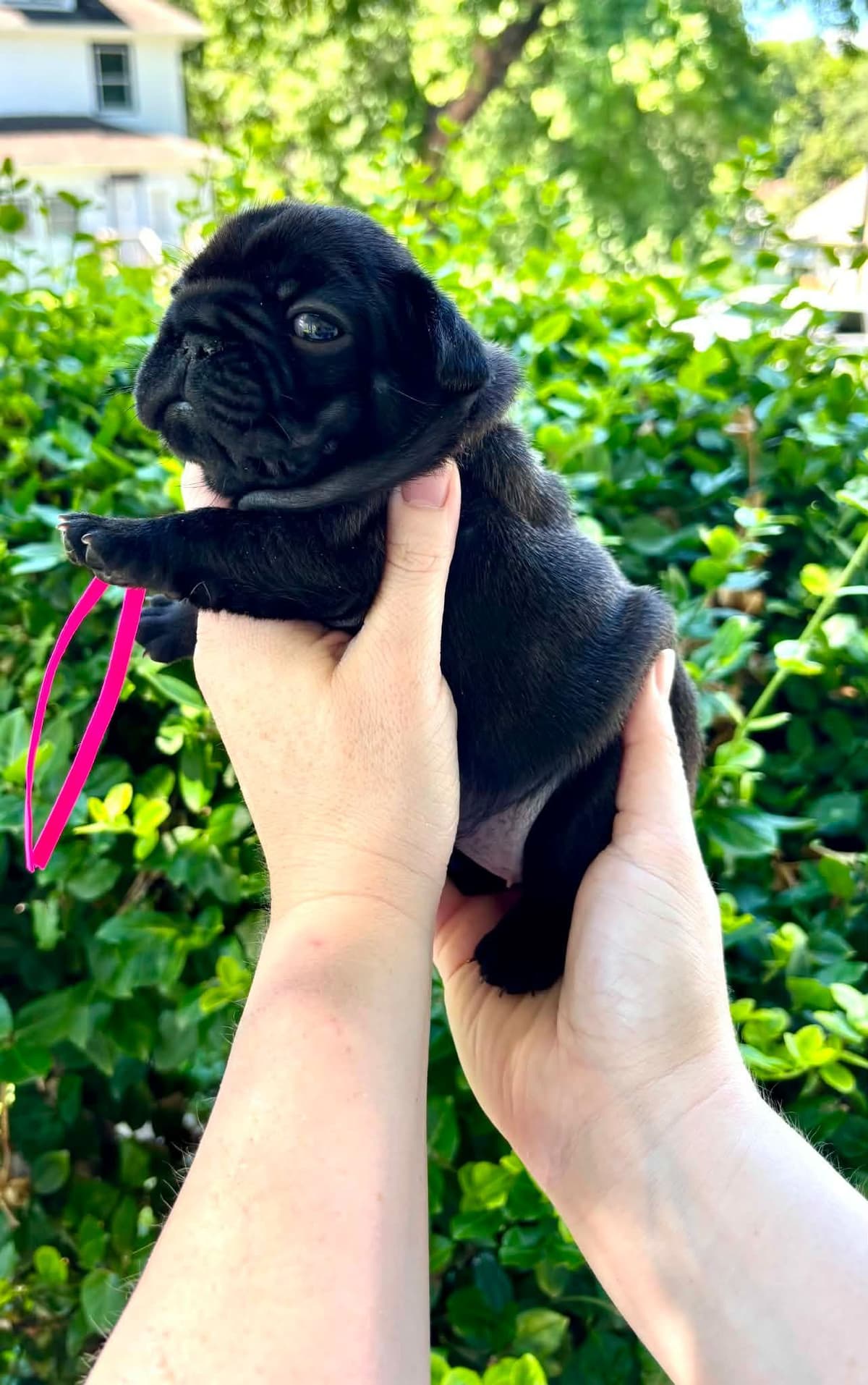 French Bulldog Puppies breeder image 4