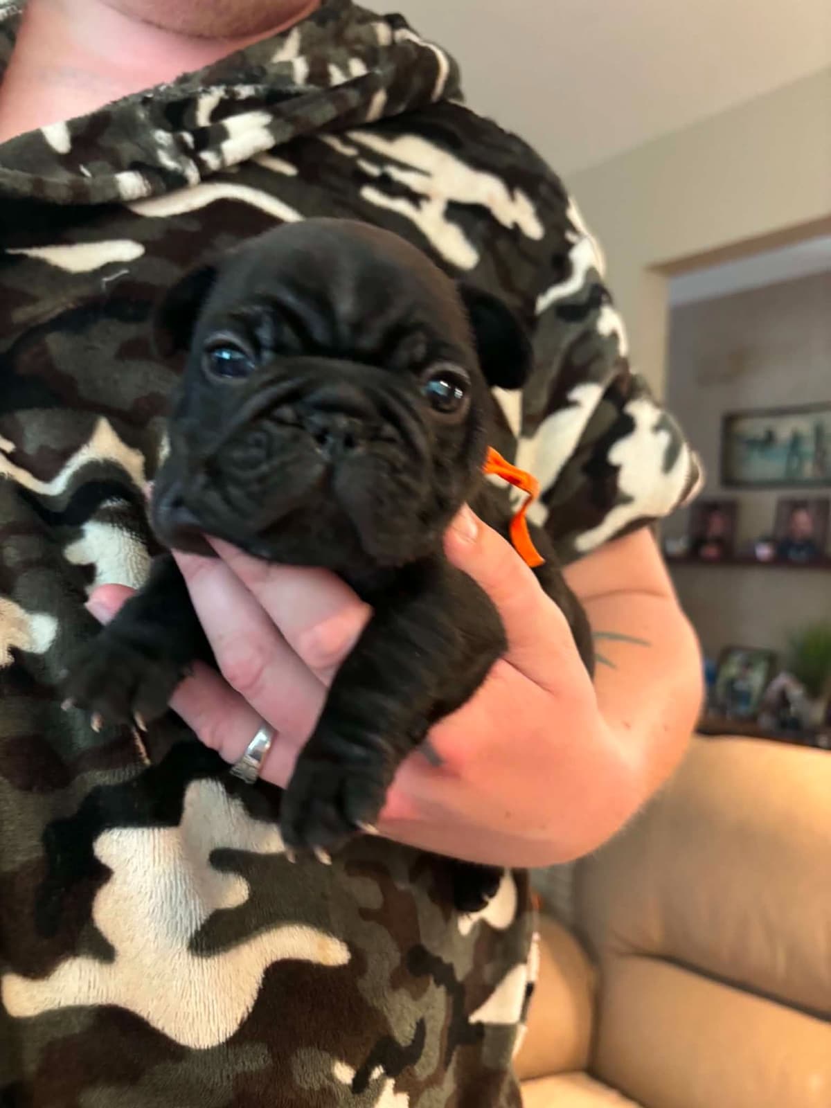 French Bulldog Puppies breeder image 6