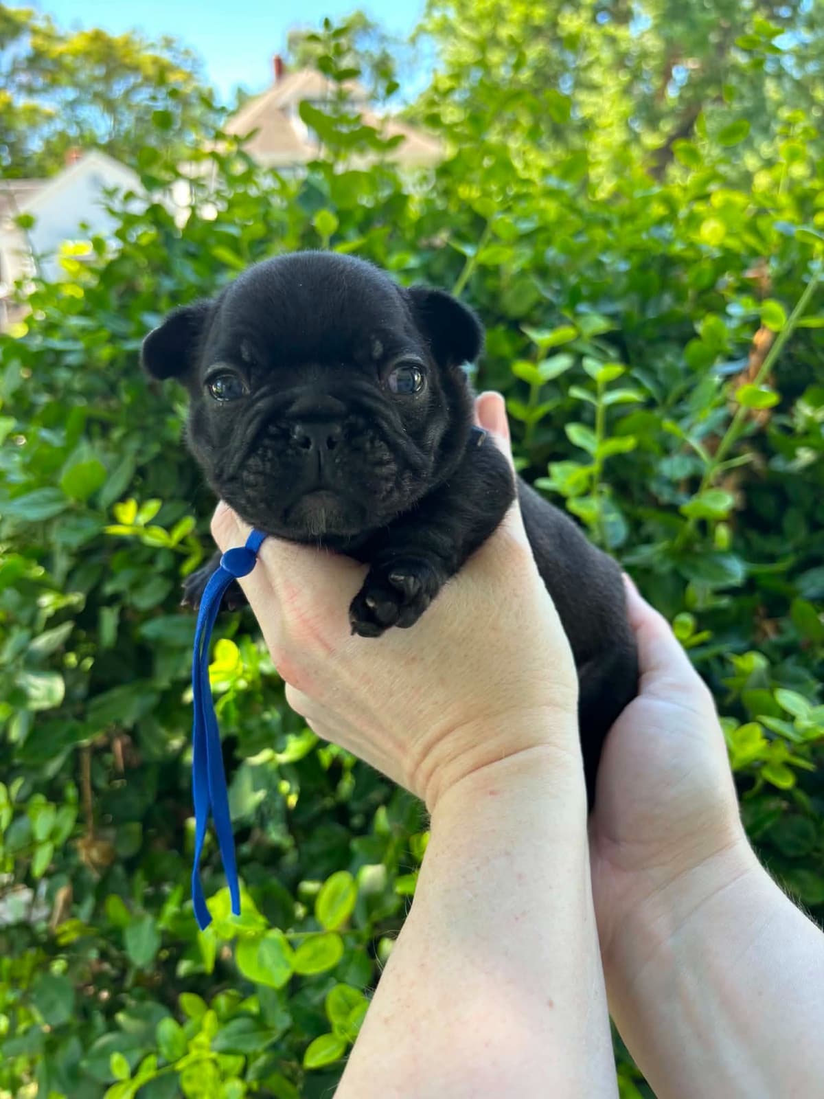 French Bulldog Puppies breeder image 7