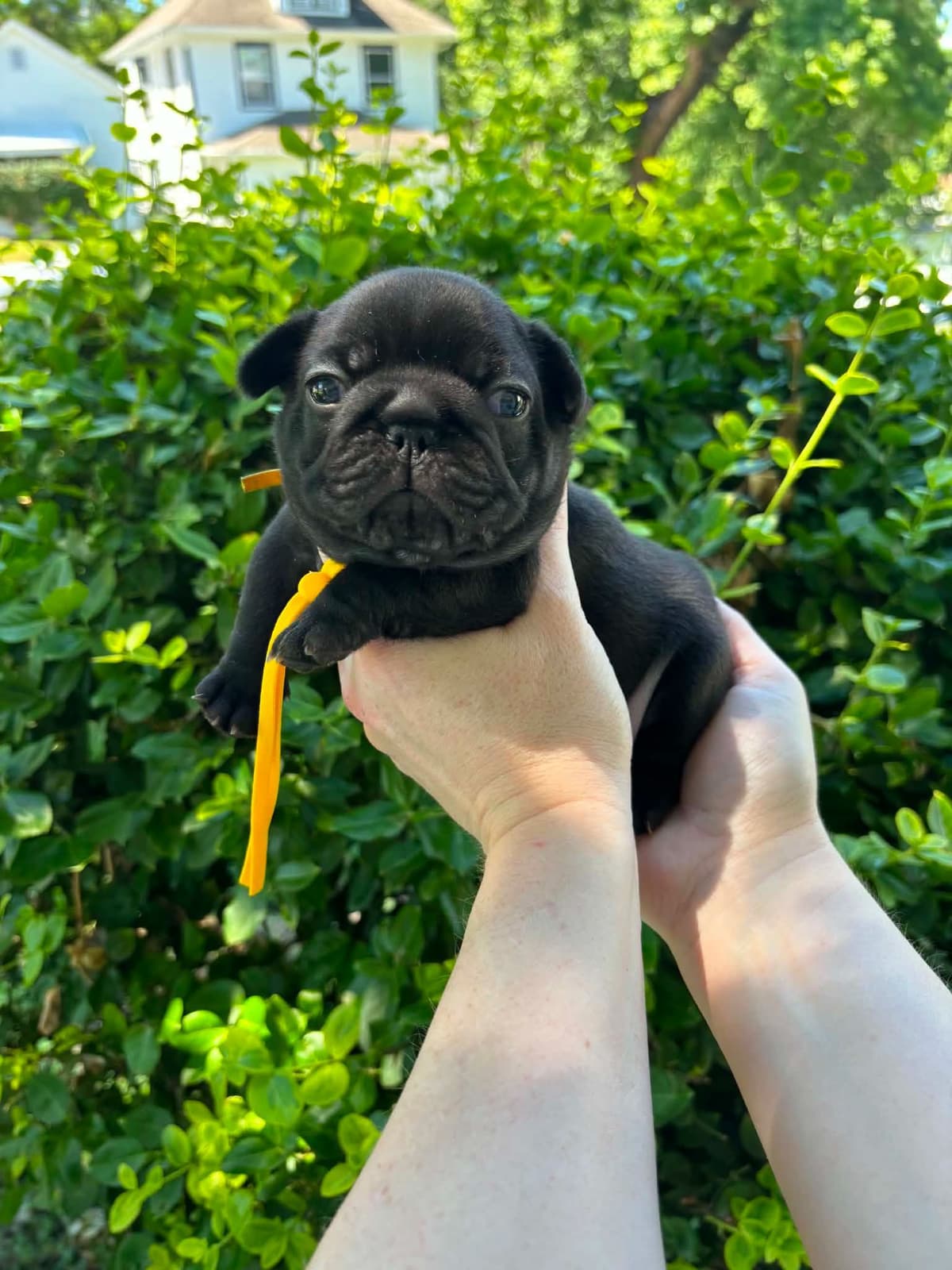 French Bulldog Puppies breeder image 8