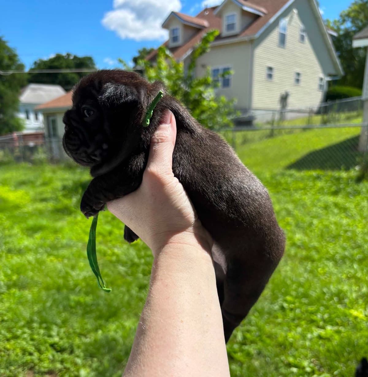 French Bulldog Puppies breeder image 10