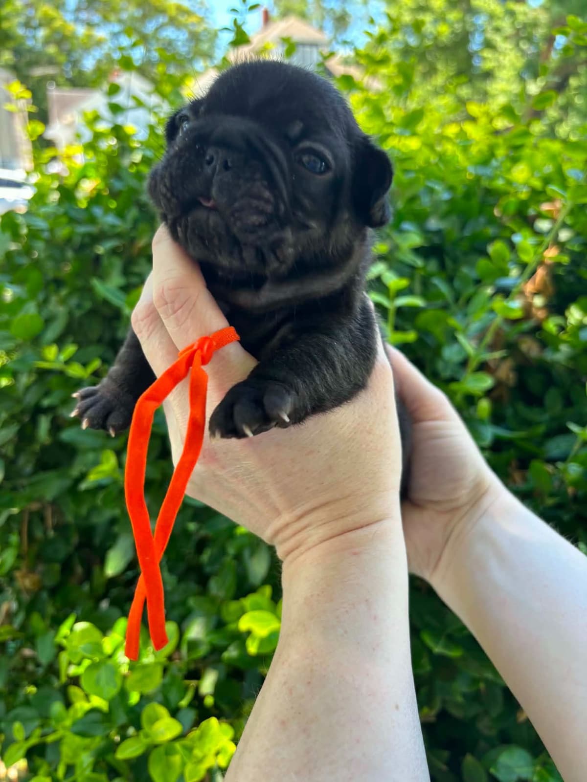 French Bulldog Puppies breeder image 11