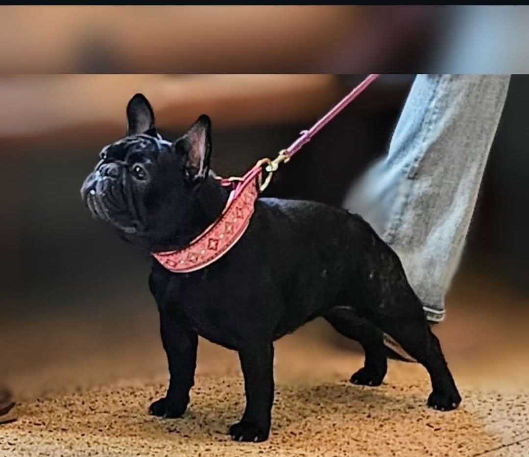 French Bulldog Puppies breeder image 12