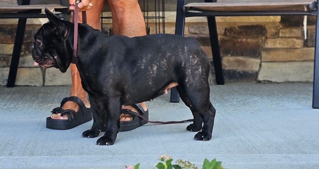 French Bulldog Puppies breeder image 13