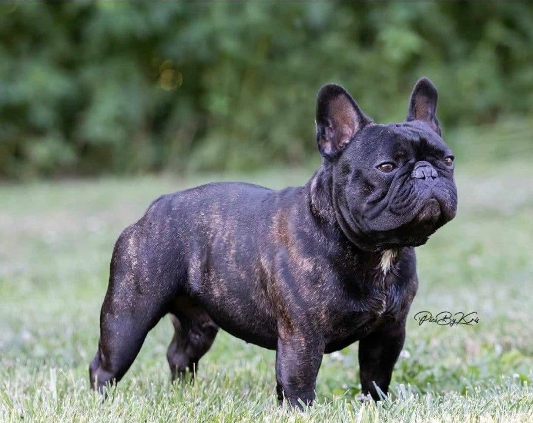 French Bulldog Puppies breeder image 14