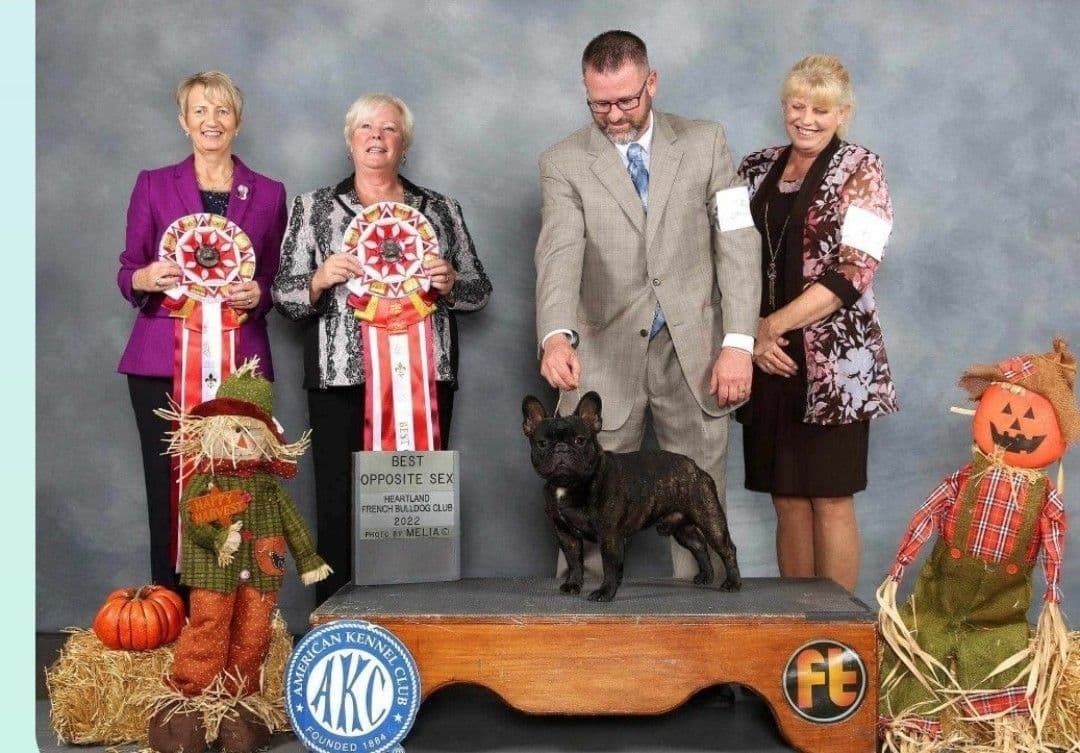 French Bulldog Puppies breeder image 15