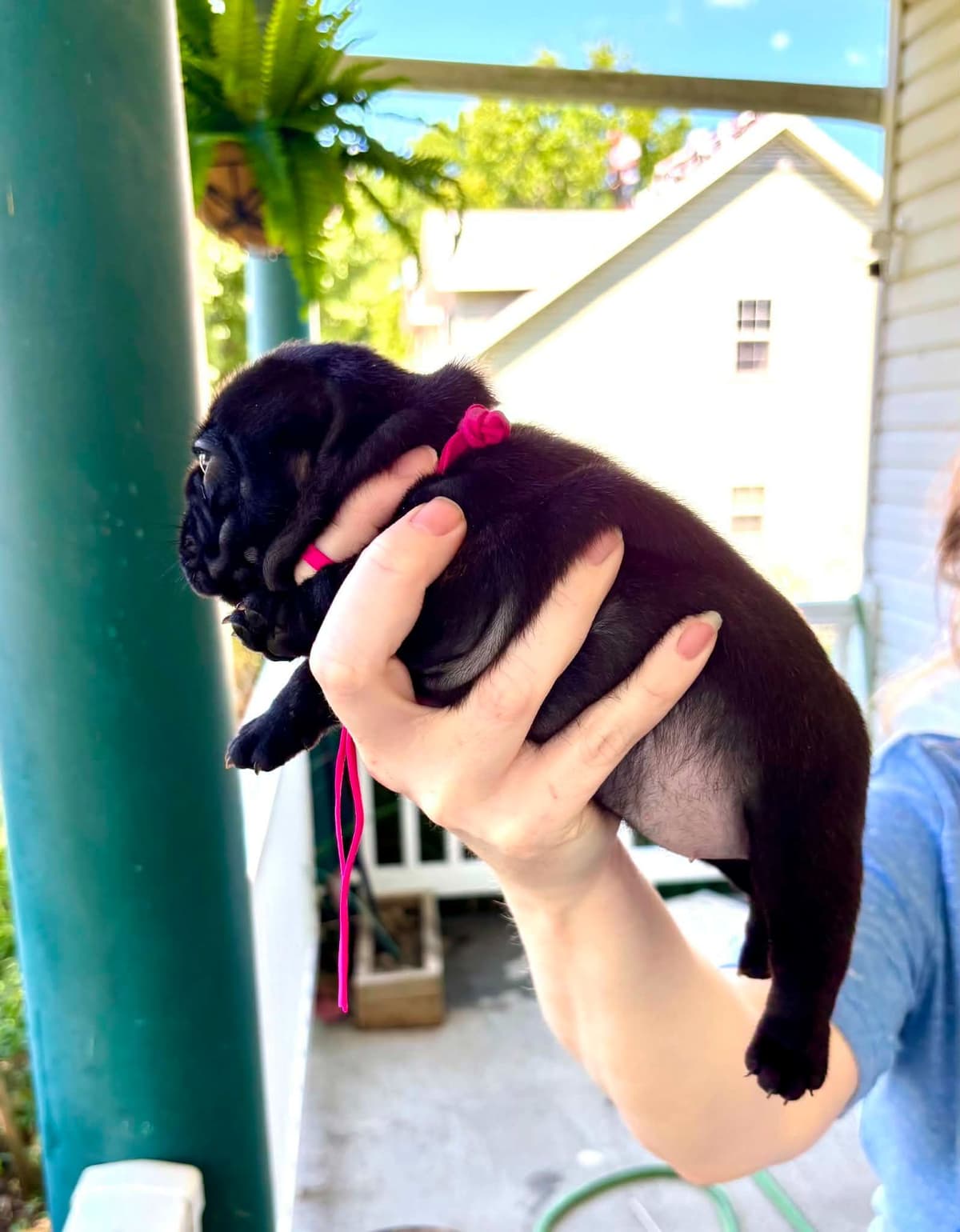 French Bulldog Puppies breeder image 16