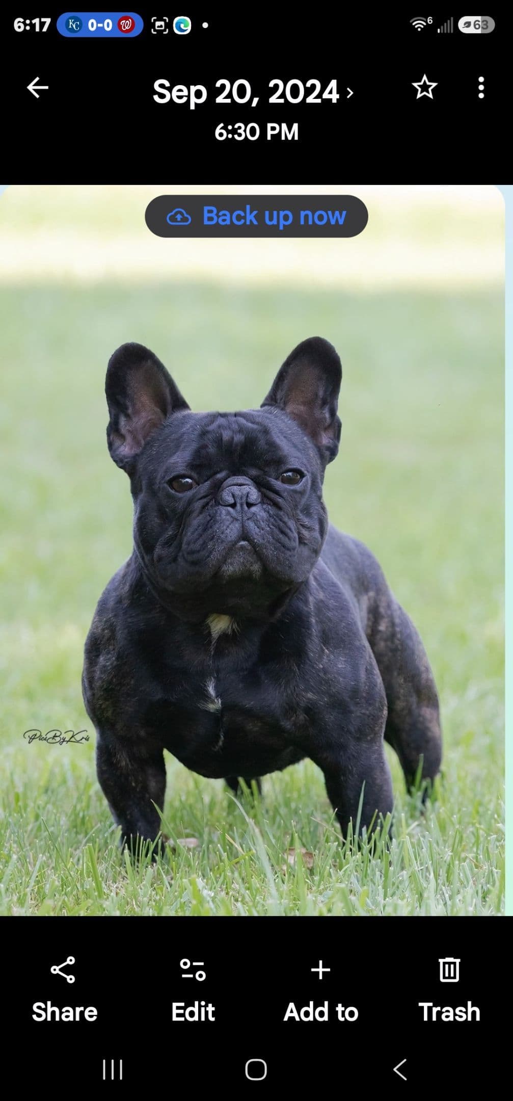 French Bulldog Puppies breeder image 17
