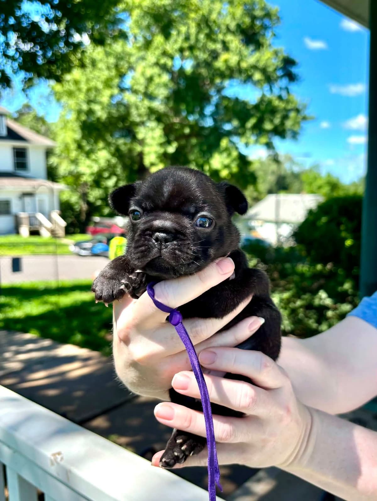 French Bulldog Puppies breeder image 18