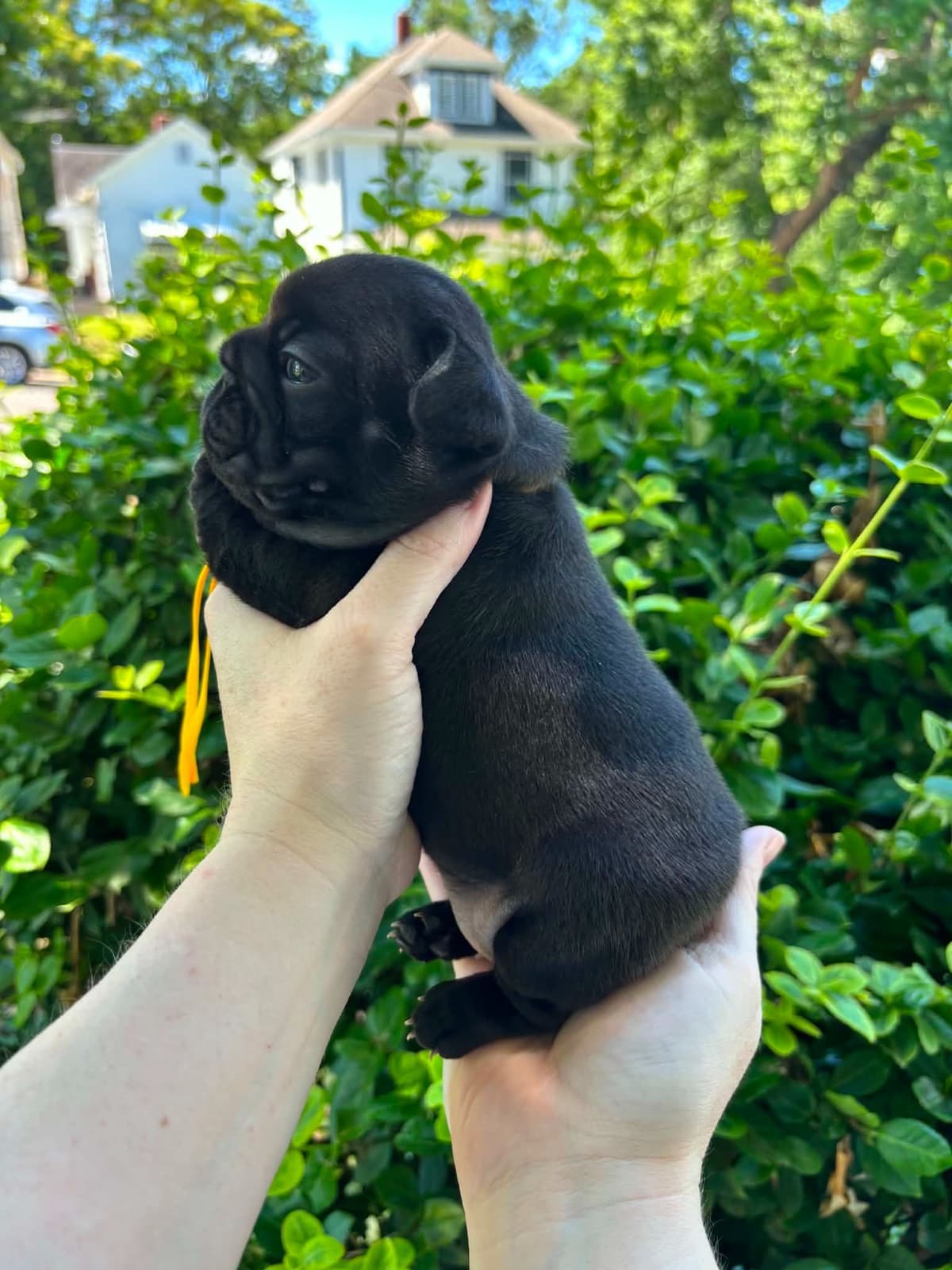 French Bulldog Puppies breeder image 19