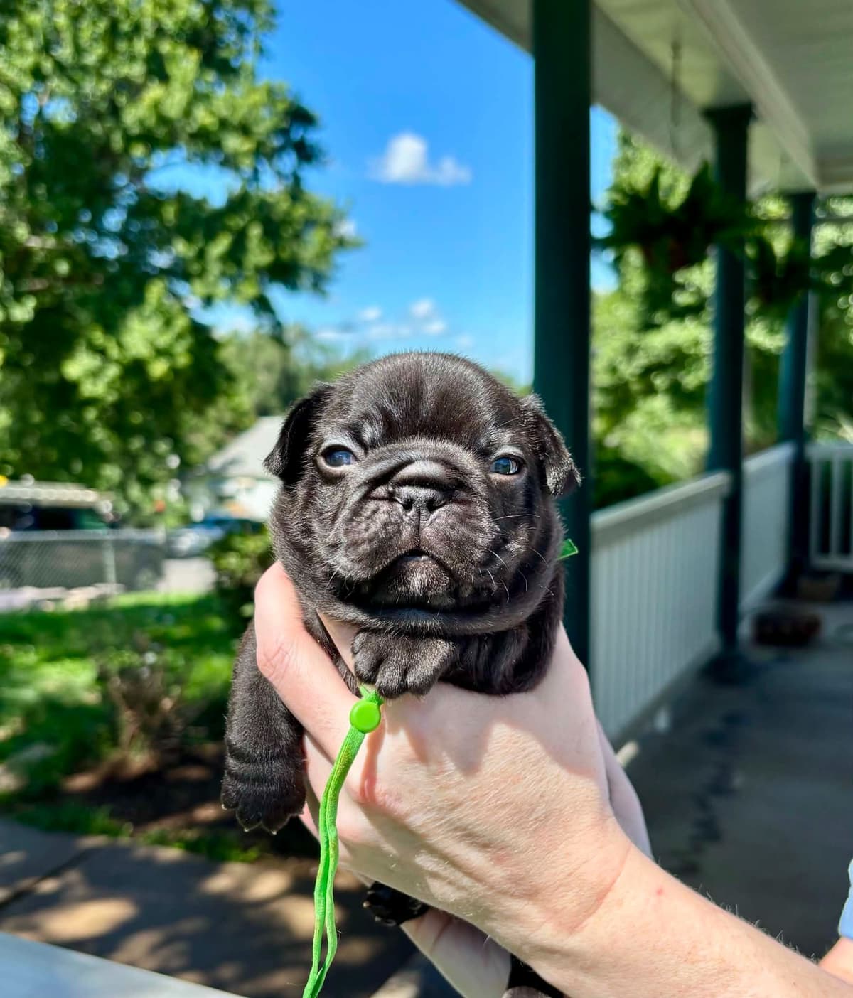 French Bulldog Puppies breeder image 21