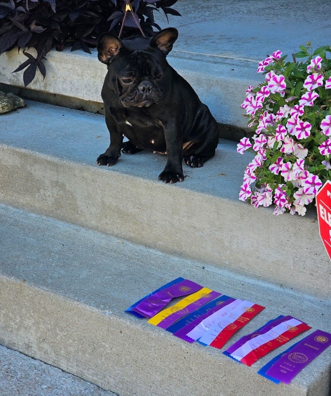 French Bulldog Puppies breeder image 20