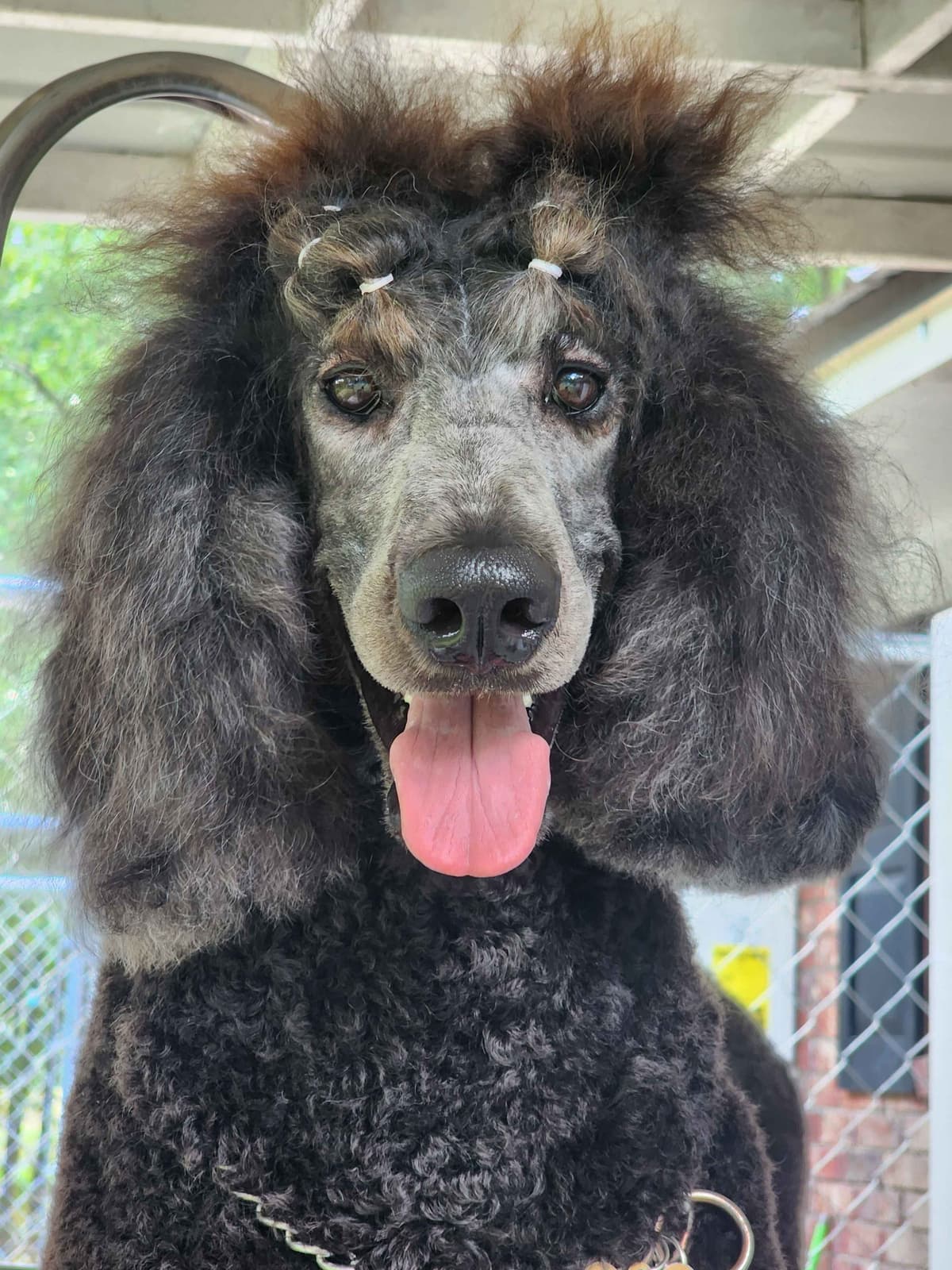 Standard Poodle Puppies breeder image 10