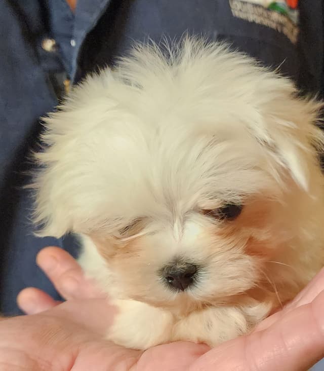 Maltese Puppies media 2