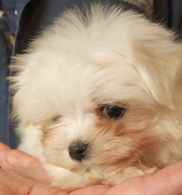 Maltese Puppies media 3