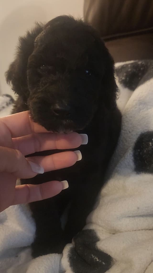 Standard Poodle Puppies media 4