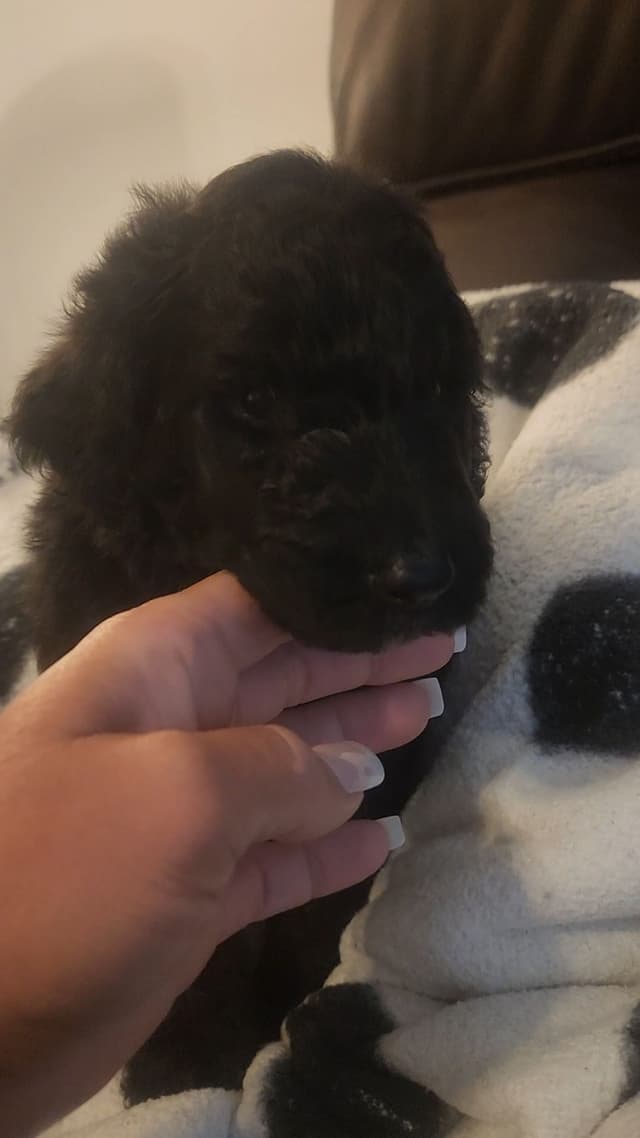 Standard Poodle Puppies media 2