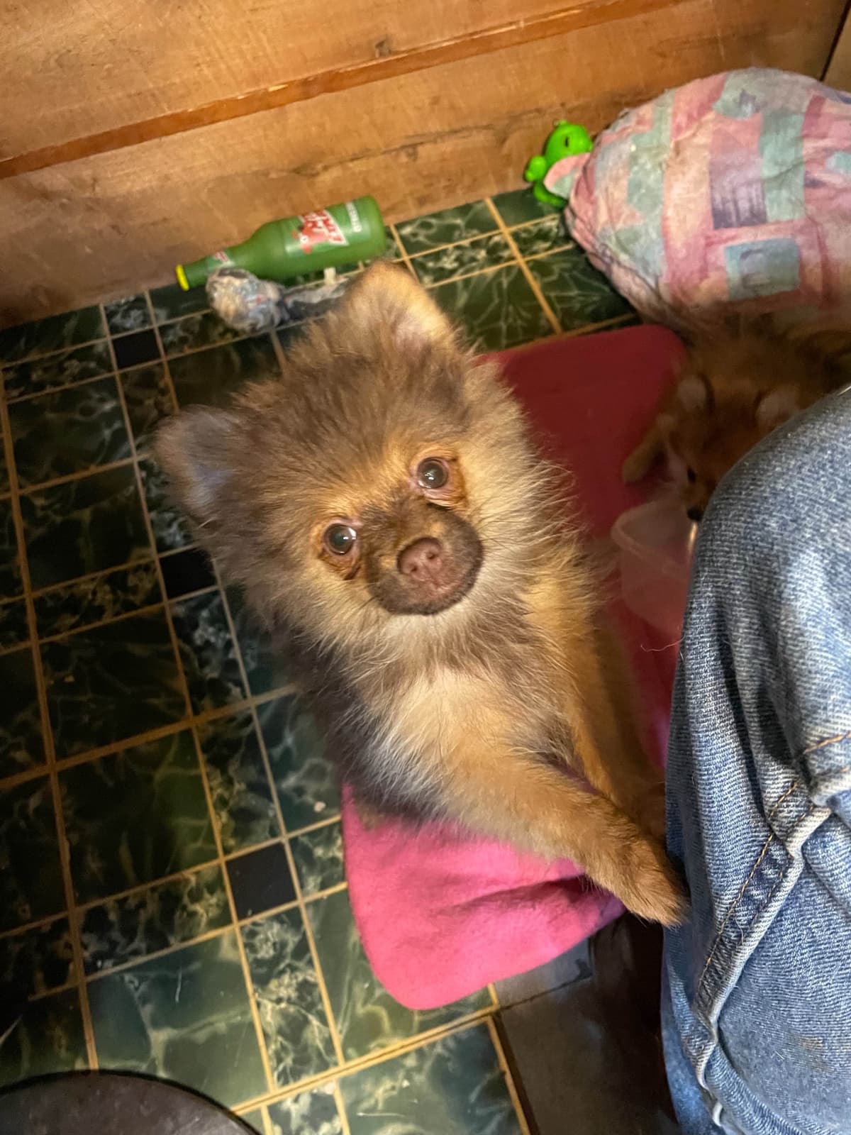 Pomeranian Puppies breeder image 1