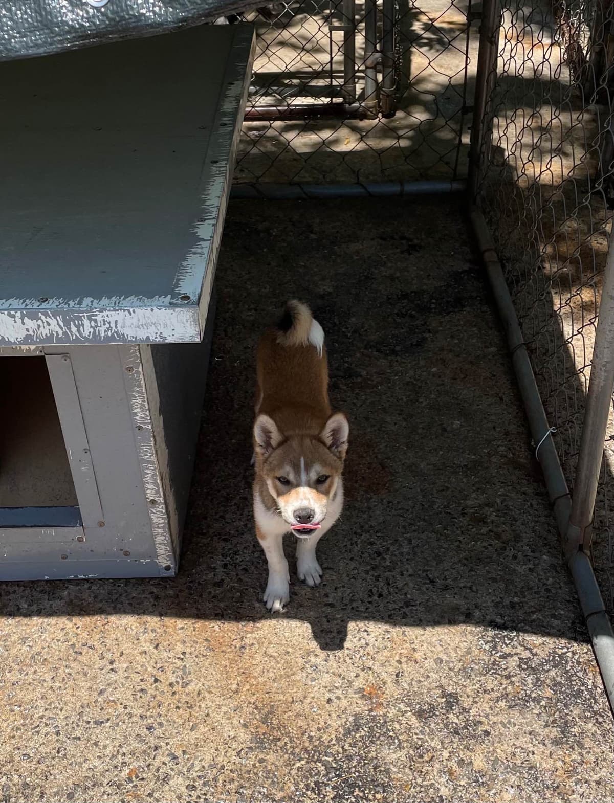 Pomeranian Puppies breeder image 3
